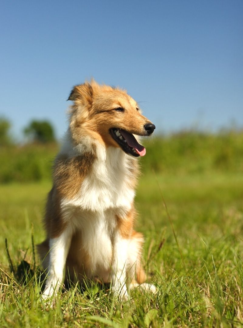 Veterinarian In Jackson, MI Brooklyn Road Veterinary Clinic