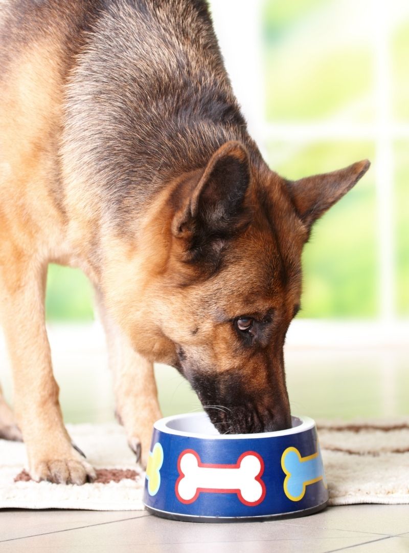 Hills To Home Pet Food Ordering Brooklyn Road Vet Clinic